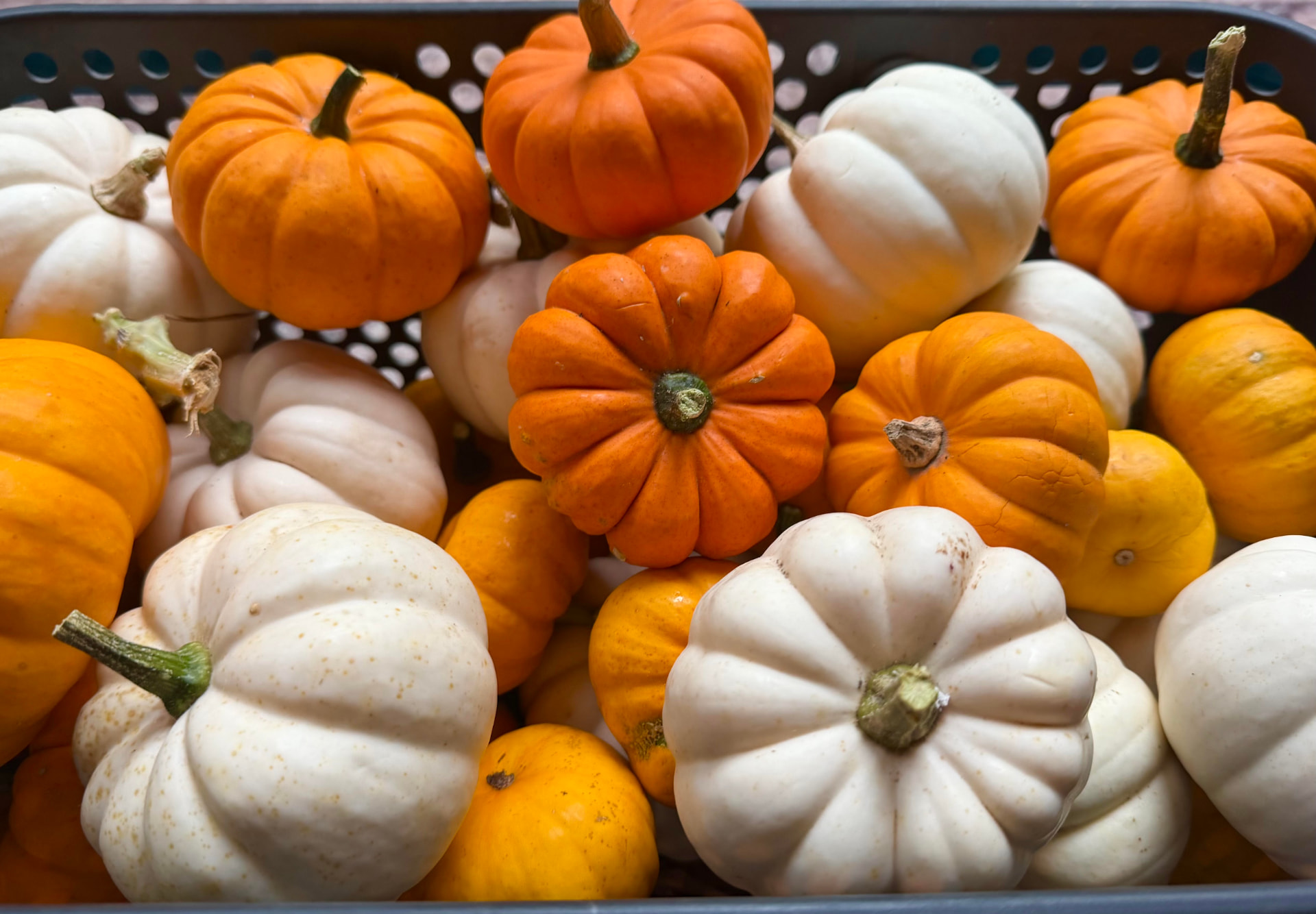 A basket of colorful mini pumpkins and gourds