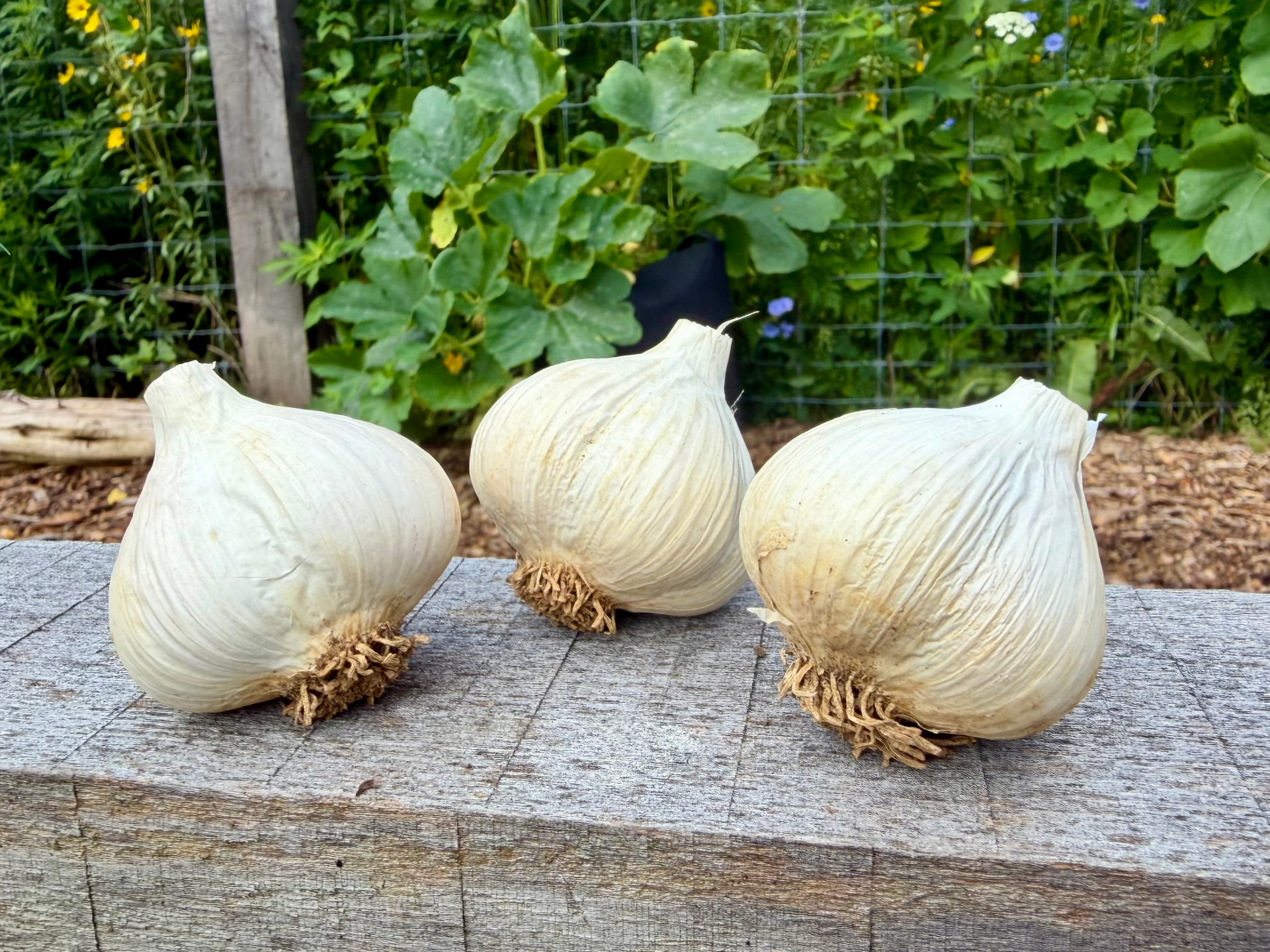 Three cured German white garlic bulbs on a wooden bench in the garden